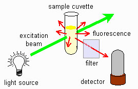 How does fluorescence work?