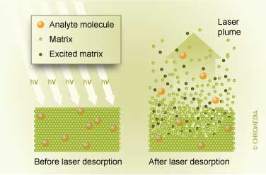 In MALDI, a laser source 'evaporates' the sample components