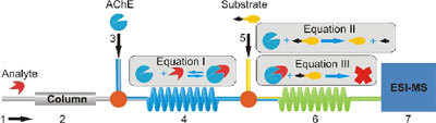 On-line combination of a reversed-phase LC separation with an acetylcholine-esterase assay and MS detection. 
