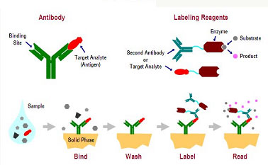 Principle of enzyme-linked immunosorbent assay (ELISA)